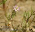 Spergularia_echinosperma_ab6853