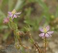 Spergularia_echinosperma_ab6882