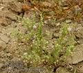 Spergularia_echinosperma_ab6894