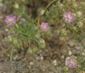 Spergularia_maritima_ab6895