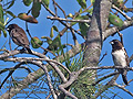 Spermestes_cucullata_rf10040