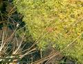 Sphagnum_cuspidatum_4969