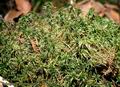 Sphagnum_girgensohnii_8435