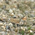 Sphingonotus_caerulans_af8366