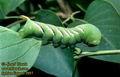 Sphinx_ligustri_2957