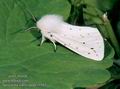 Spilosoma_lubricipeda_11562