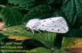 Spilosoma_lubricipeda_2703