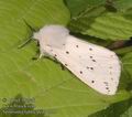 Spilosoma_lubricipeda_a555