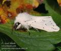 Spilosoma_lubricipeda_ab0248