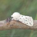 Spilosoma_lubricipeda_ah2322