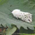 Spilosoma_lubricipeda_ah3109