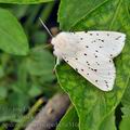 Spilosoma_lubricipeda_bc3161