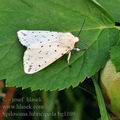 Spilosoma_lubricipeda_bg1109