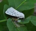 Spilosoma lubricipeda bn7548