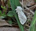 Spilosoma lubricipeda bn7580