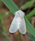 Spilosoma_lubricipeda_ct2087s