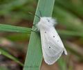 Spilosoma_lubricipeda_ct2114s