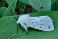 Spilosoma_lubricipeda_hz5473