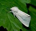 Spilosoma_lubricipeda_jb0087s