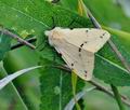 Spilosoma_lutea_bj7705