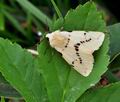 Spilosoma_lutea_bk6026