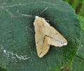 Spilosoma lutea br9932