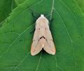 Spilosoma lutea bt9424