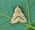 Spilosoma lutea bu0233