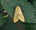 Spilosoma lutea bu9810