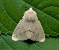 Spilosoma_lutea_cu7128s