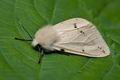 Spilosoma_lutea_cu7154s