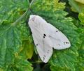 Spilosoma_lutea_hz3845