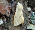 Spilosoma_lutea_hz5830