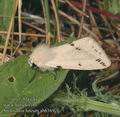 Spilosoma_luteum_ab6369