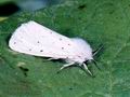 Spilosoma_urticae_6890