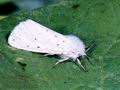 Spilosoma_urticae_6890