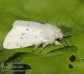 Spilosoma_urticae_ab0060