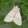 Spilosoma_urticae_ab0063