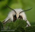 Spilosoma_urticae_ab0065