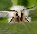 Spilosoma_urticae_ab0068