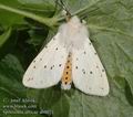 Spilosoma_urticae_ab0071