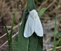 Spilosoma urticae bn7585