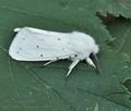 Spilosoma urticae bu9801