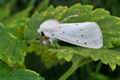 Spilosoma_urticae_hz3796