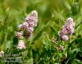 Spiraea_salicifolia_a146