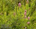 Spiraea_salicifolia_a236