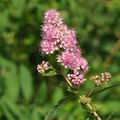 Spiraea_salicifolia_bc4702