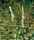 Spiranthes_spiralis_4116