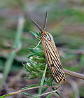 Spiris_striata_dz5276s