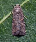 Spodoptera_exigua_co9722s